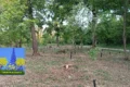 NICHELINO, PARCO DEL BOSCHETTO: PIANTUMATI NUOVI ALBERI E ARBUSTI